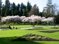 Spring Blossoms, Stanley Park