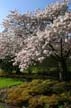 Spring Blossoms, Stanley Park