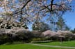 Spring Blossoms, Stanley Park