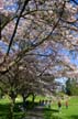 Spring Blossoms, Stanley Park