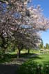 Spring Blossoms, Stanley Park