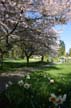 Spring Blossoms, Stanley Park