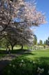 Spring Blossoms, Stanley Park