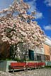 Blossoms, Canada Stock Photographs