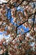 Blossoms, Canada Stock Photographs