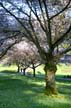 Spring Blossoms, Stanley Park