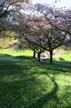 Spring Blossoms, Stanley Park