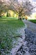 Spring Blossoms, Stanley Park