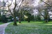 Spring Blossoms, Stanley Park