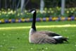 Canadian Goose, Stanley Park