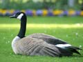 Canadian Goose, Stanley Park