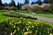 Spring Blossoms, Stanley Park