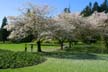 Springtime, Stanley Park