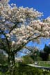 Springtime, Stanley Park