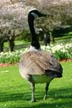 Canadian Goose, Stanley Park