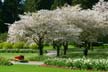 Springtime, Stanley Park