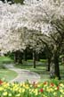 Springtime, Stanley Park