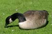 Canadian Goose, Stanley Park