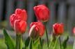 Tulips, Canada Stock Photographs