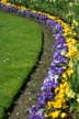 Rose Garden Flowers, Canada Stock Photographs