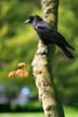 Crow, Stanley Park