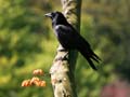 Crow, Stanley Park