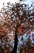 Trees, Canada Stock Photographs