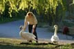 Lost Lagoon Swans, Stanley Park