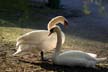 Lost Lagoon Swans, Stanley Park