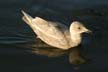 deep cove Seagull, north vancouver