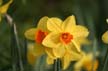 Flowers, Canada Stock Photographs