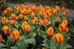 Tulips, Vancouver Gardens