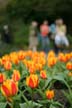 Tulips, Canada Stock Photographs