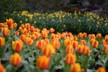 Tulips, Canada Stock Photographs