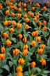 Tulips, Canada Stock Photographs