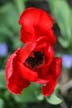 Tulips, Canada Stock Photos