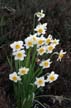 Flowers, Canada Stock Photographs