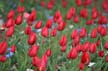 Tulips, Canada Stock Photos