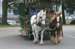 Horse Drawn Tours, Stanley Park