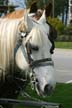 Horse Drawn Tours, Stanley Park