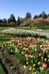 Tulips, Canada Stock Photos