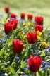 Tulips, Vancouver Gardens