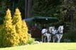 Horse-Drawn Tours, Stanley Park