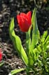 Tulips, Vancouver Gardens