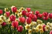 Tulips, Stanley Park