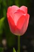 Tulips, Vancouver Gardens