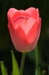 Tulips, Vancouver Gardens