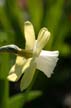 Flowers, Canada Stock Photographs