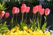 Tulips, Vancouver Gardens