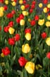 Tulips, Canada Gardens